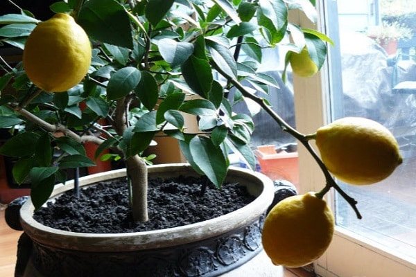domácí citron
