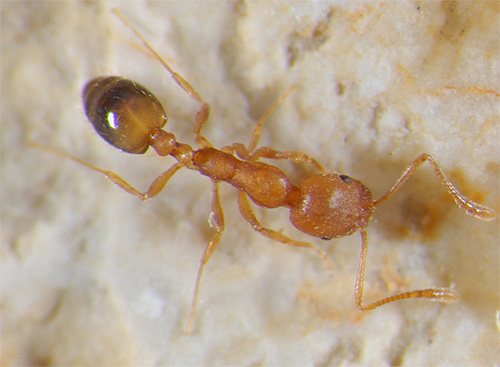 Домашна мравка