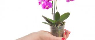 Домашна грижа за мини орхидея Phalaenopsis