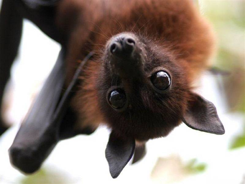 Domestic bat