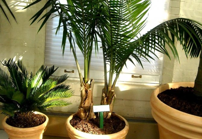 house palm