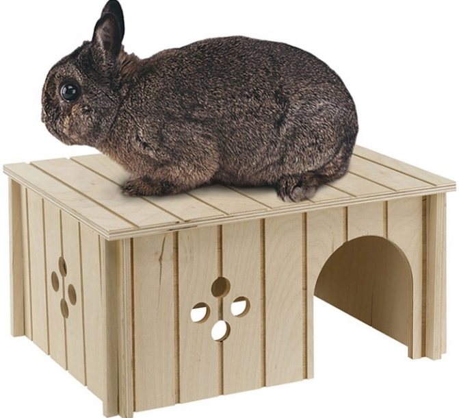 Rabbit house