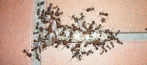 Къщи крадци мравки