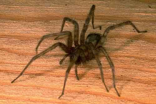 Domácí pavouk: nebezpečný predátor nebo neškodný soused?
