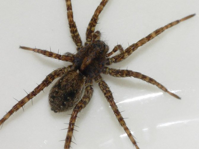 عنكبوت المنزل: حيوان مفترس خطير أم جار غير ضار؟