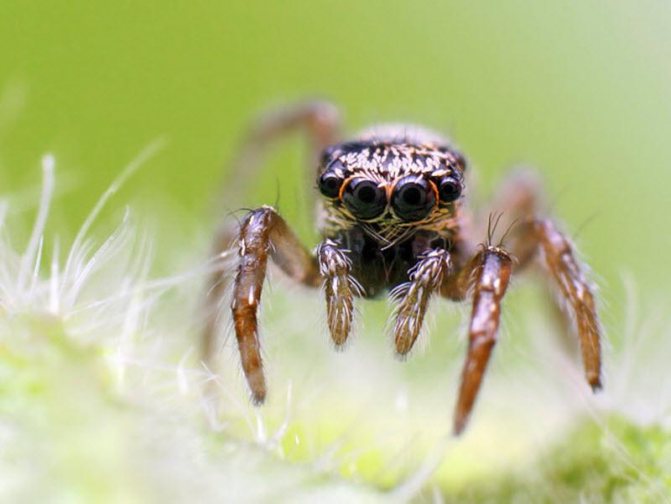Labah-labah rumah: pemangsa berbahaya atau jiran yang tidak berbahaya?