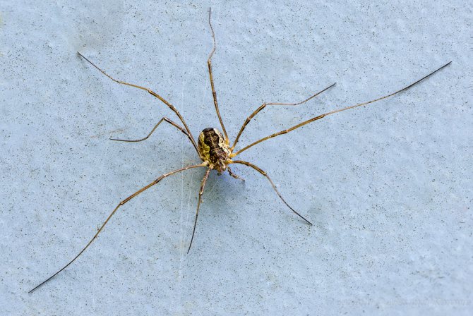 Domácí pavouk: nebezpečný predátor nebo neškodný soused?