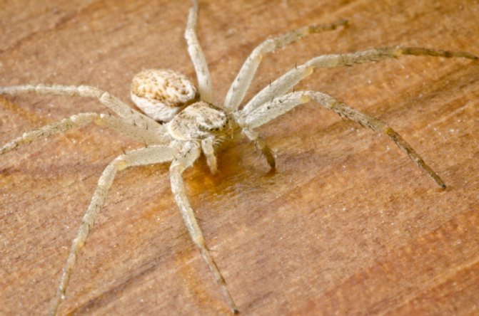 House spider: a dangerous predator or a harmless neighbor?