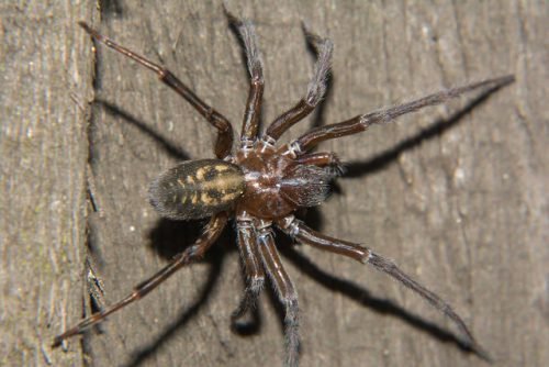 Păianjenul casei: un prădător periculos sau un vecin inofensiv?