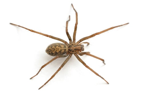 عنكبوت المنزل: حيوان مفترس خطير أم جار غير ضار؟
