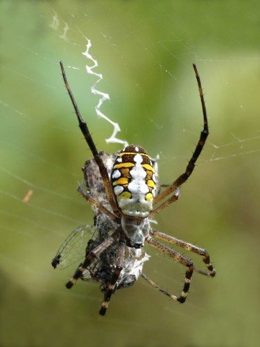 Домашен паяк: опасен хищник или безвреден съсед?