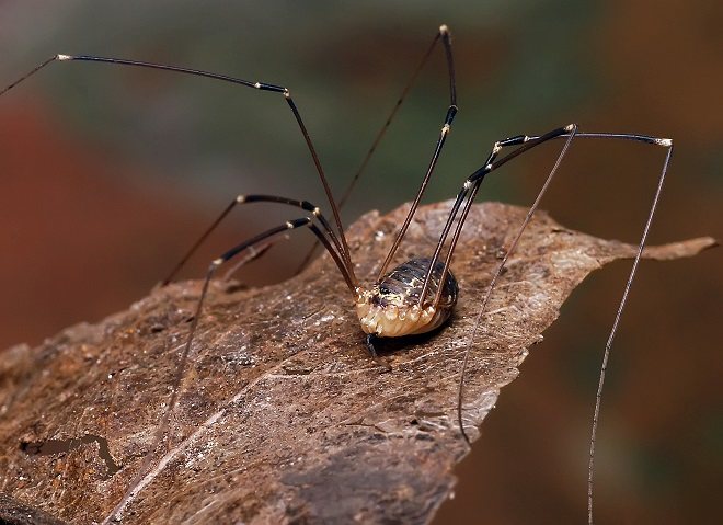 Păianjenul casei: un prădător periculos sau un vecin inofensiv?
