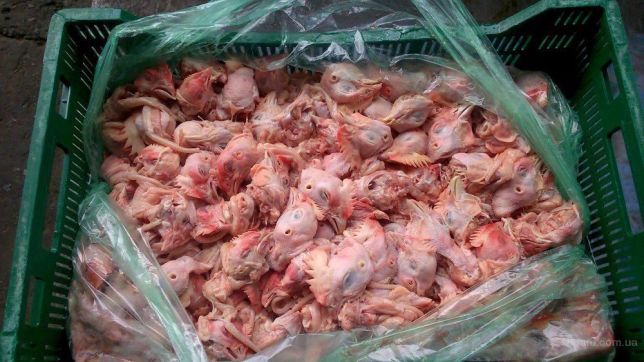 يجوز استخدام مخلفات اللحوم والأسماك عند إطعام الخنزير ولكن بكميات محدودة