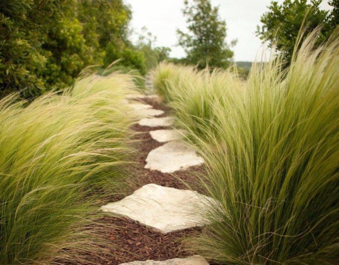 feather grass path