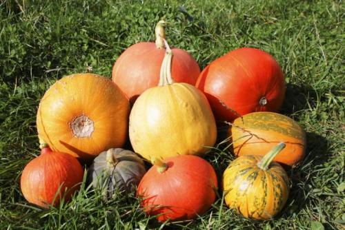 Does the pumpkin ripen at home? How do you know when a pumpkin is ripe? And how to accelerate its maturation! 08