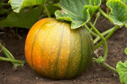Does the pumpkin ripen at home? How do you know when a pumpkin is ripe? And how to accelerate its maturation! 09