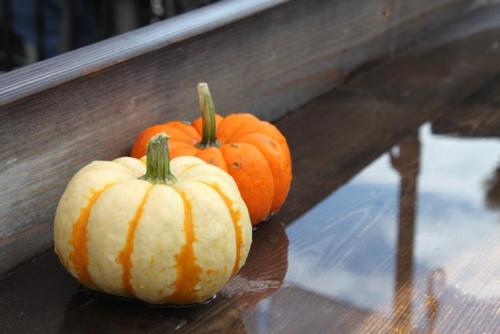 Does the pumpkin ripen at home? How do you know when a pumpkin is ripe? And how to accelerate its maturation! 10