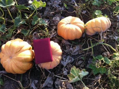 Does the pumpkin ripen at home? How do you know when a pumpkin is ripe? And how to accelerate its maturation! eleven