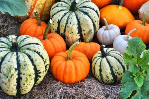 Does the pumpkin ripen at home? How do you know when a pumpkin is ripe? And how to accelerate its maturation! 12