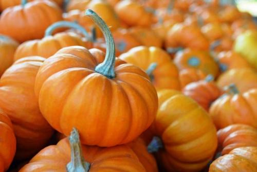 Does the pumpkin ripen at home? How do you know when a pumpkin is ripe? And how to accelerate its maturation! 13
