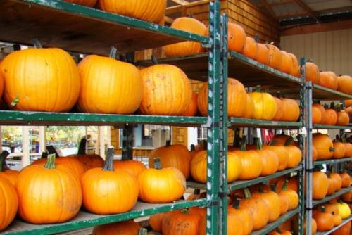 Does the pumpkin ripen at home? How do you know when a pumpkin is ripe? And how to accelerate its maturation! fourteen