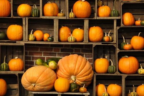 Does the pumpkin ripen at home? How do you know when a pumpkin is ripe? And how to accelerate its maturation! fifteen