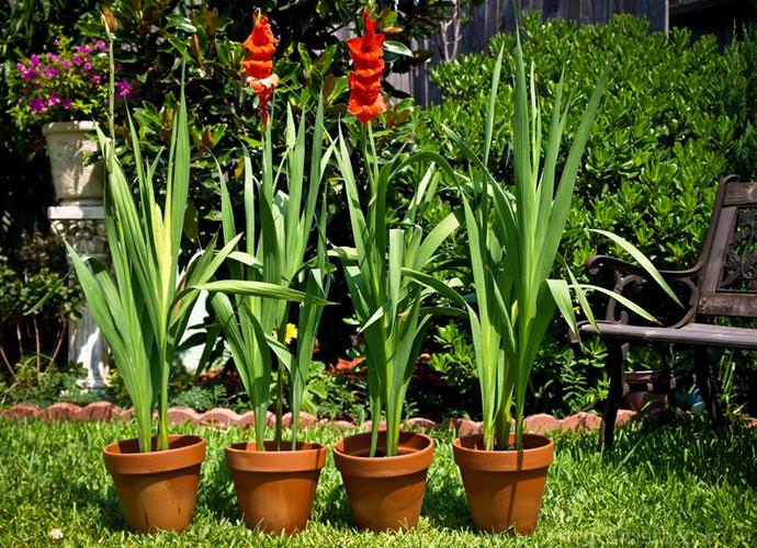 Quite often, pots with gladioli are used to decorate the backyard area.