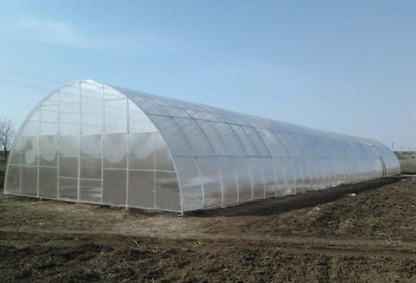A standard greenhouse of 20 meters is quite practical and convenient.