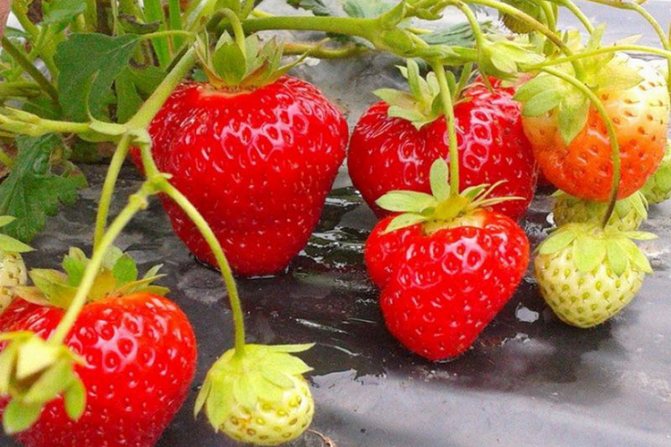 För- och nackdelar med Kimberly-jordgubbar
