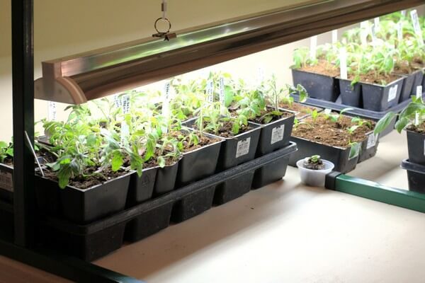 Supplementing seedlings