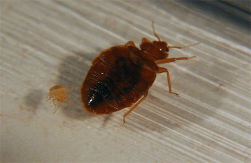 Ganska stark insekticid i kompositionen av Clopoveron ger snabb förlamning och död av bedbugs
