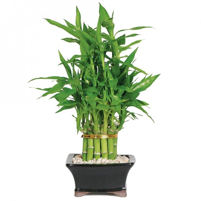 dracaena bambu