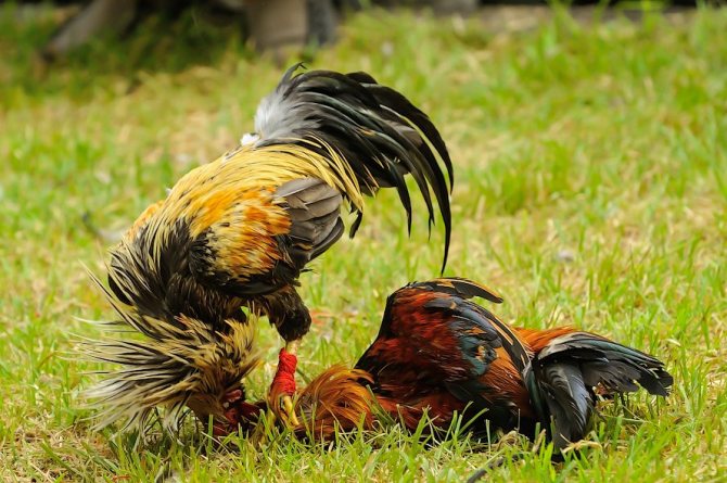 Fight of roosters