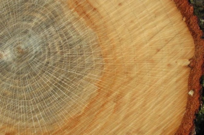 dubové dřevo