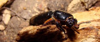 Tree beetles species
