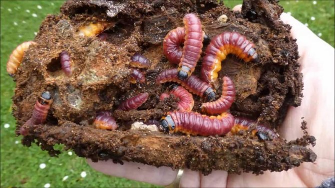 Woodworms in the bark of a tree