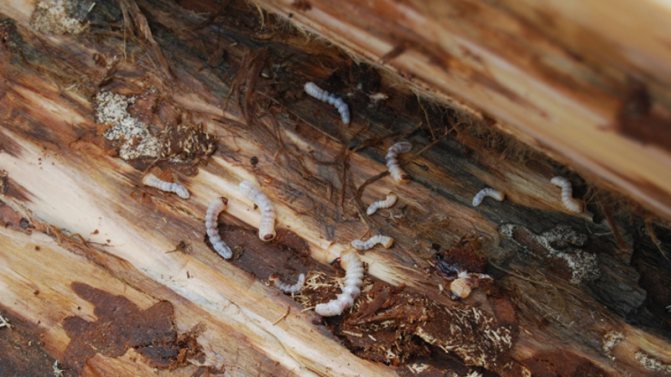 Woodworm on a tree