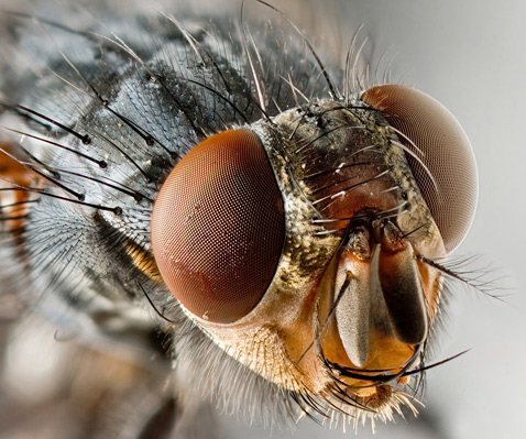 Drosophila fly: how to get rid of annoying helpers