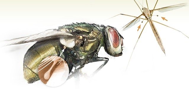Drosophila fly: jak se zbavit otravných pomocníků