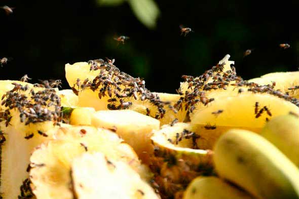ذبابة الفاكهة: كيفية التخلص من المساعدين المزعجين