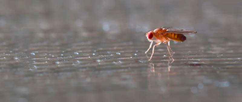 Drosophila fly: how to get rid of annoying helpers