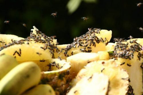 Drosophila fly: kung paano mapupuksa ang mga nakakainis na tumutulong