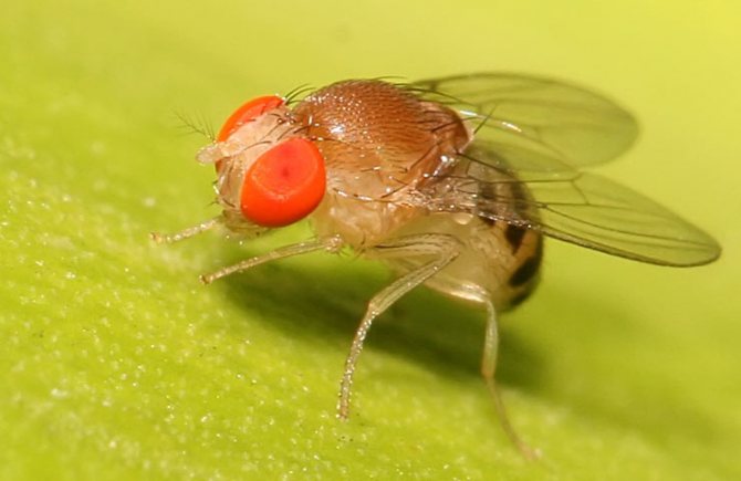 плодова мушица