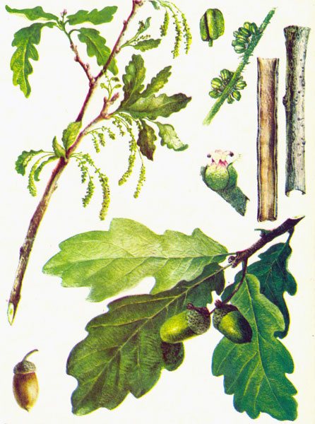 Common oak