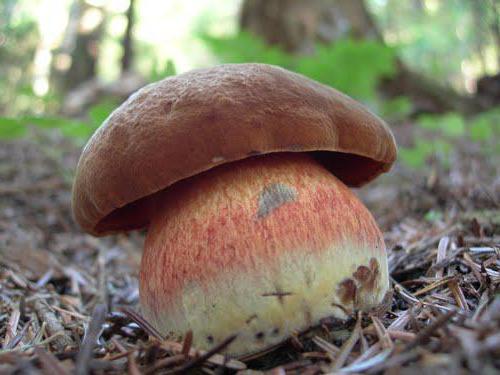 Dubovik (mushroom), photo
