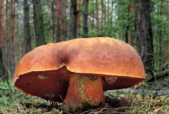 Dubovik (mushroom), where it grows