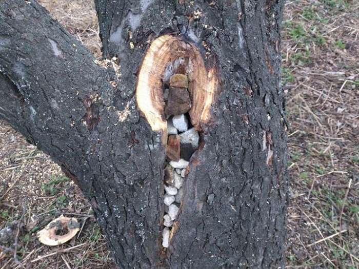 кухо в дърво