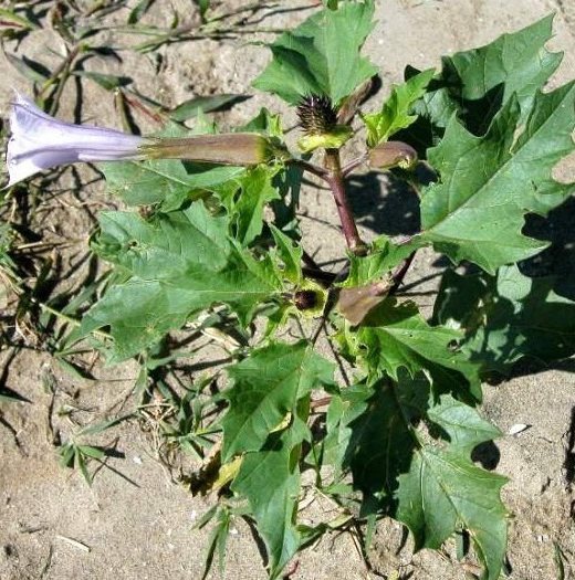 Datura vanlig giftig växt
