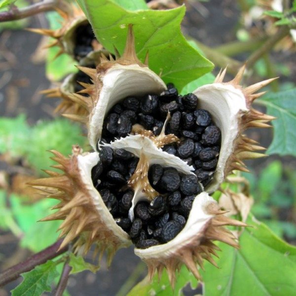 Datura herb. Photo and description, medicinal properties of the plant, recipes for use in folk medicine and cosmetology