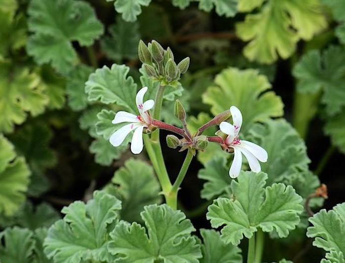fragrant pelargonium with the scent of lilac